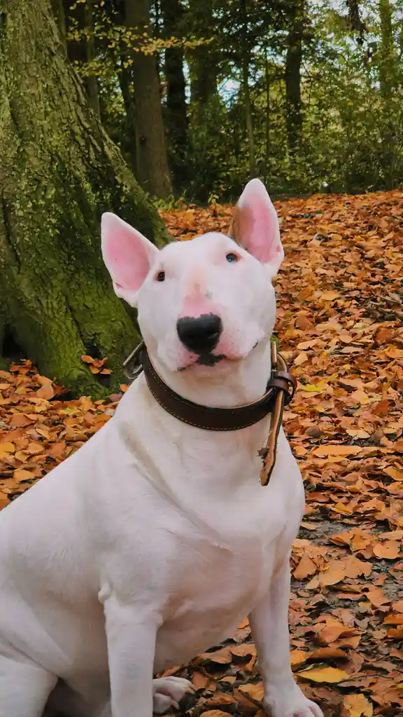 A white bull terrier with pink ears and a black nose sits attentively on a carpet of autumn leaves in a forest, wearing a…