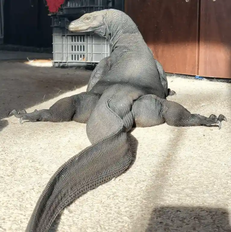 A large, grey monitor lizard is lying on its back on a light-colored carpet, its legs splayed out and its body relaxed. The…