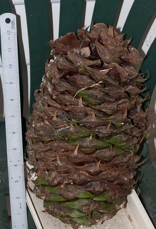 a large, dried pinecone sits on a green slatted chair next to a white ruler showing it measures 12 inches. The pinecone has…