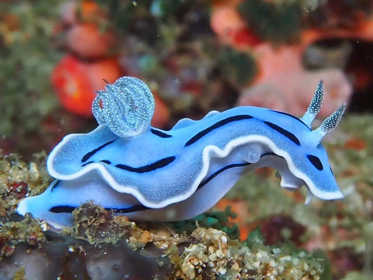 A vibrant blue sea slug with black stripes and white edges crawls on a coral reef, its translucent rhinophores and cerata…