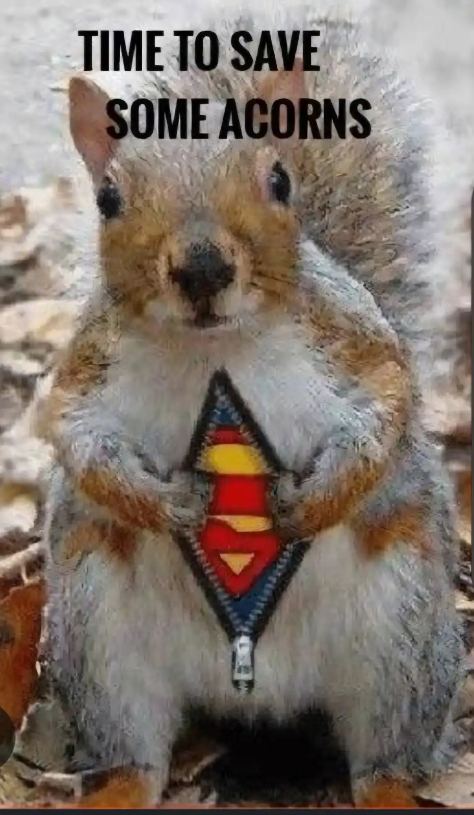 A digitally altered image of a squirrel with a Superman logo superimposed on its chest, overlaid with the text 'TIME TO SAVE…