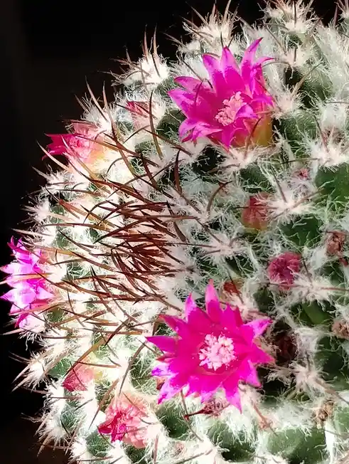 A close-up photo of a fuzzy, green cactus covered in white hair-like spines and brown spines, blooming with several bright…