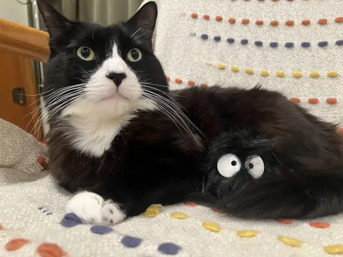 A black and white cat with wide, startled eyes lies on a patterned couch next to a black, fluffy toy with large, googly…