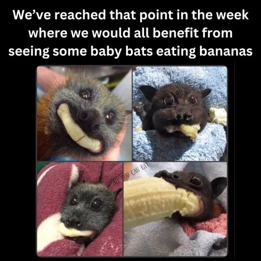 A four-panel image collage shows four different baby bats, each holding or eating a piece of banana. The bats are shown in…