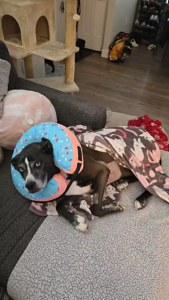 A black and white dog with blue eyes lies on a couch, wearing a colorful donut-shaped cone collar and covered by a blanket…