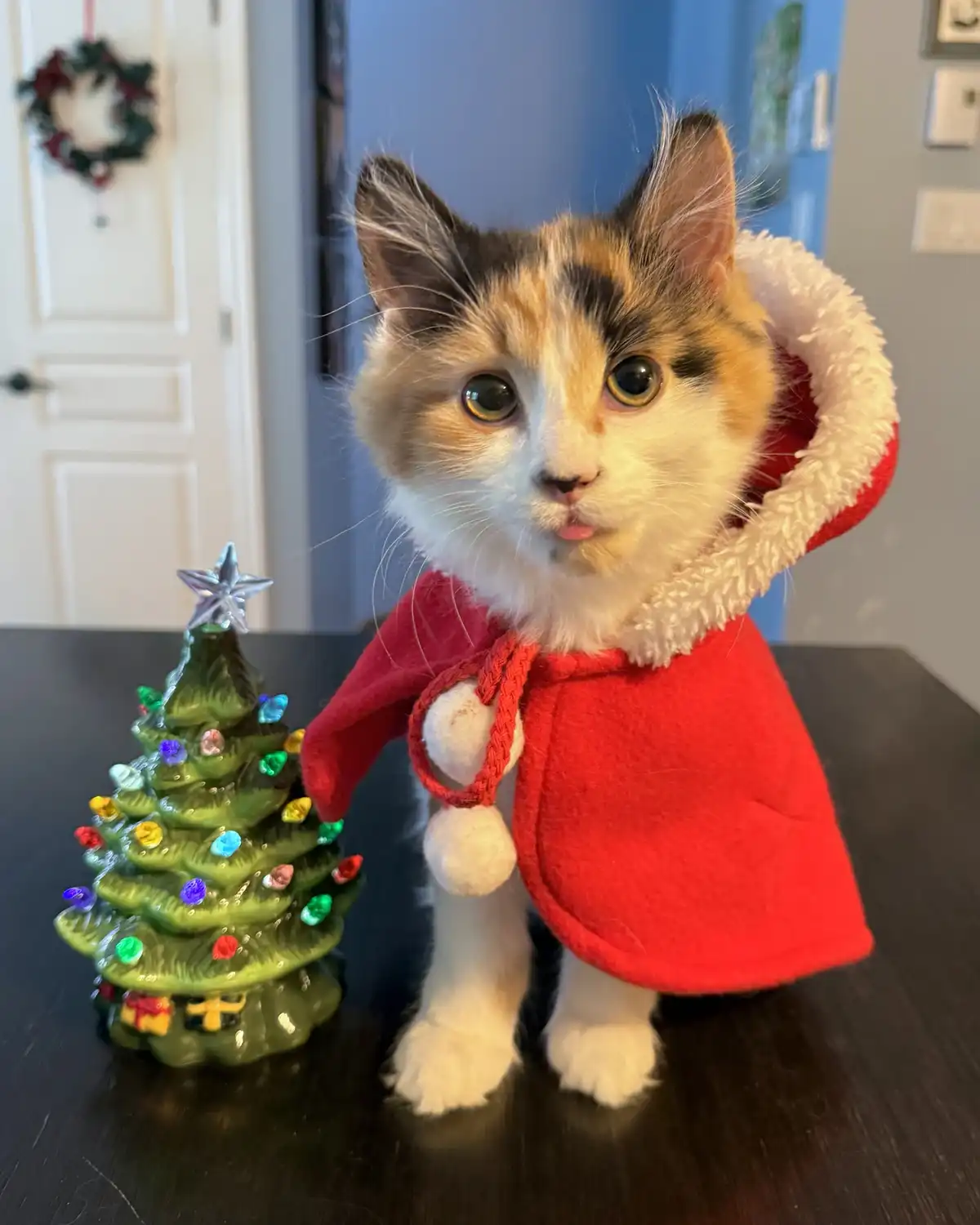 A calico cat wearing a red Santa-style hooded cape with white trim and pom-poms stands on a dark table next to a small…