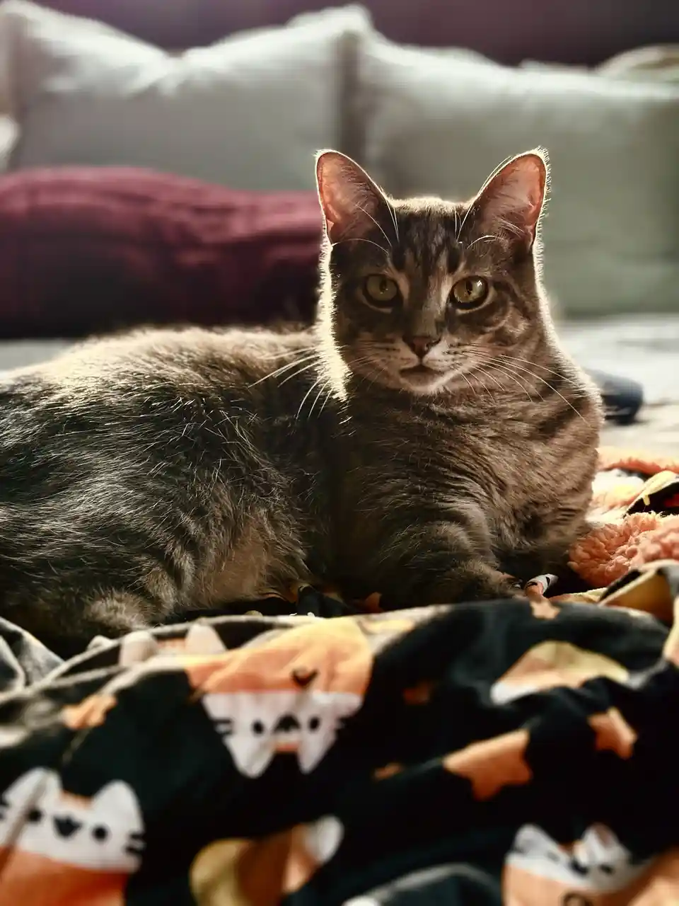 A gray tabby cat with green eyes lies on a blanket featuring cartoon cat faces, looking directly at the camera with a calm…