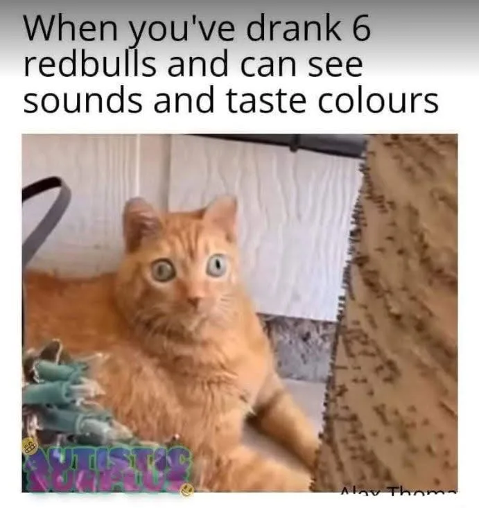 An orange tabby cat with wide, startled eyes stares directly at the camera. The text overlaid at the top reads 'When you've…