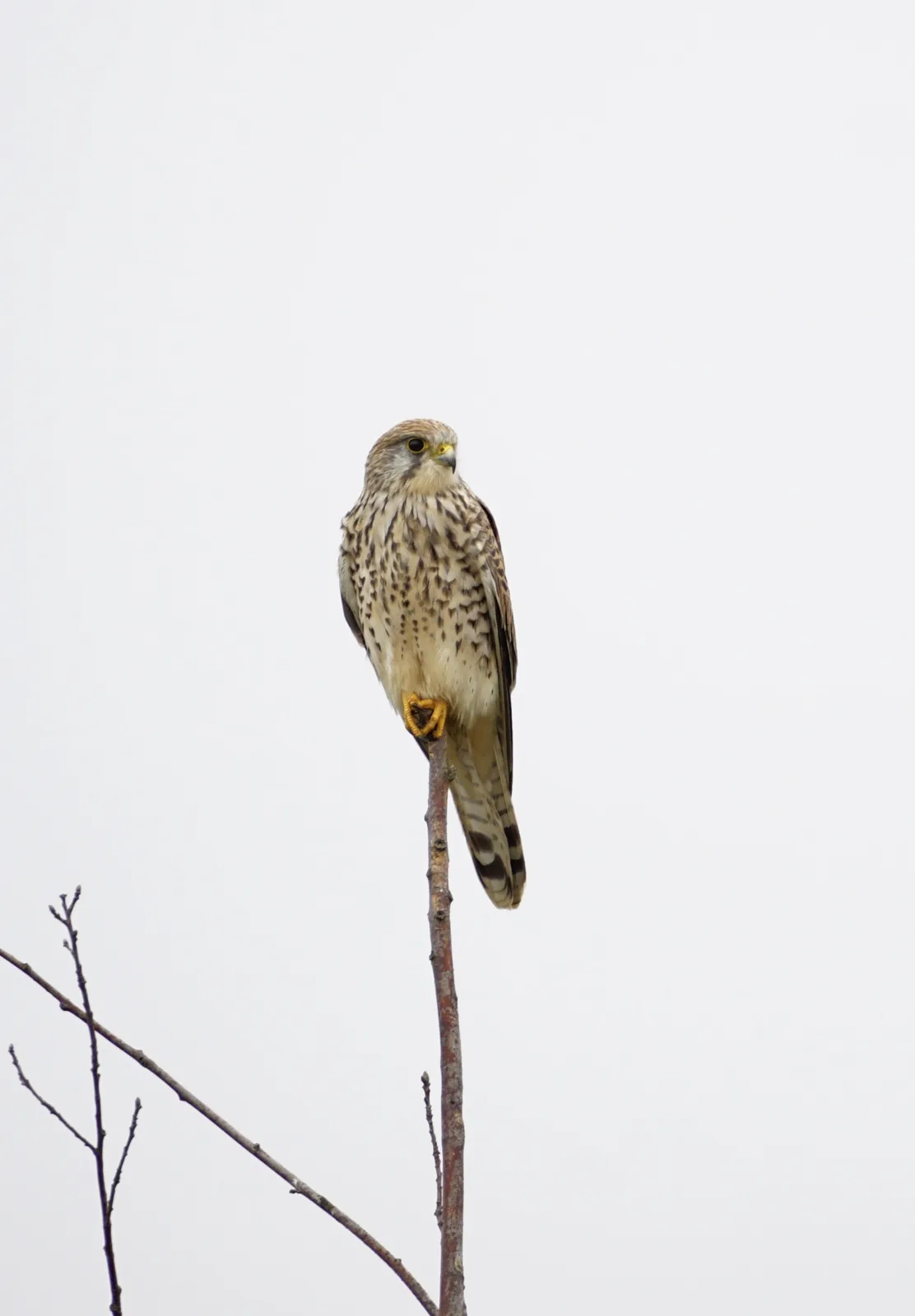 A small bird of prey, likely a kestrel, perches alertly on a thin, bare tree branch against a plain, overcast sky. The bird…