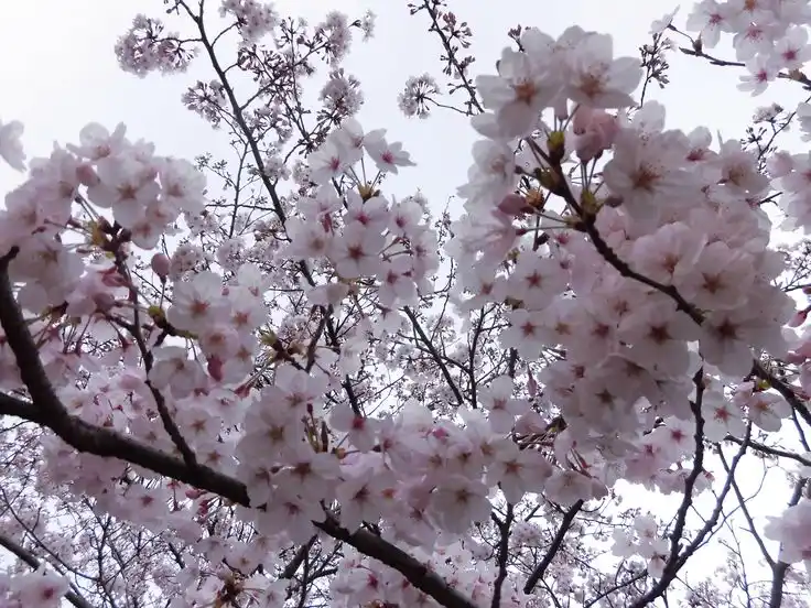 A low-angle photograph shows dense clusters of light pink cherry blossoms blooming on dark branches against a pale, overcast…