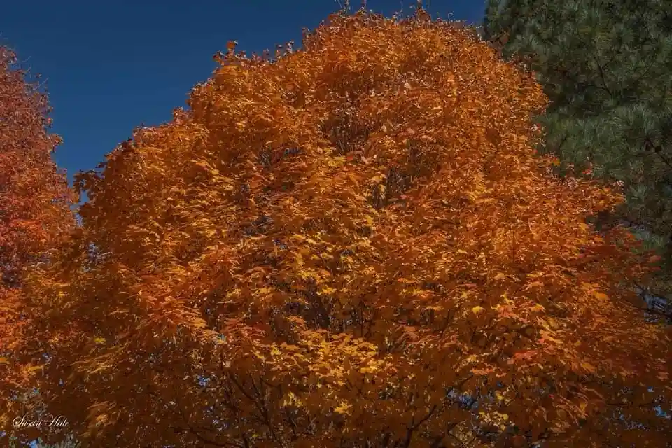 Majestic oak trees standing tall