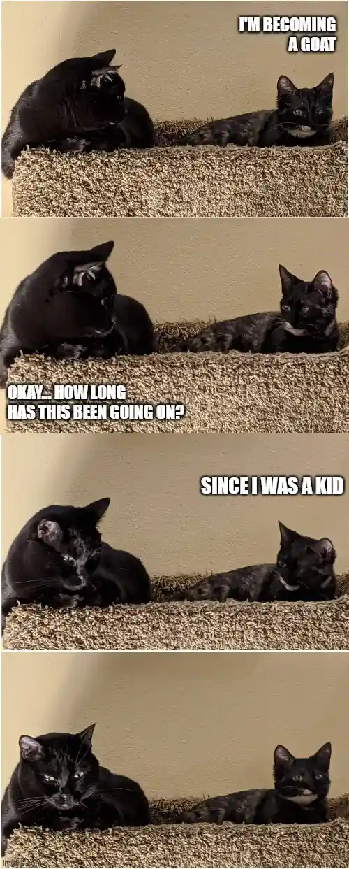 A four-panel meme featuring two black cats on a carpeted cat bed. The first cat says 'I'M BECOMING A GOAT'. The second cat…