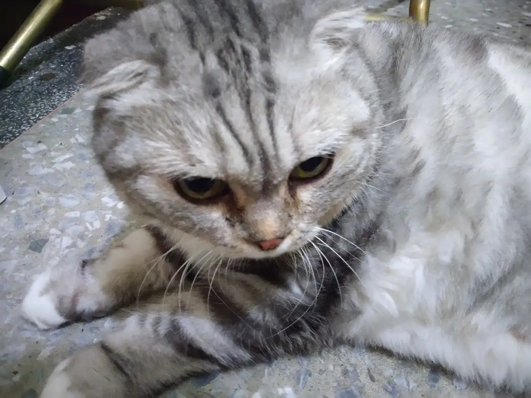 A close-up photo of a gray tabby cat with a grumpy, unimpressed expression, lying on a speckled floor. The cat's eyes are…