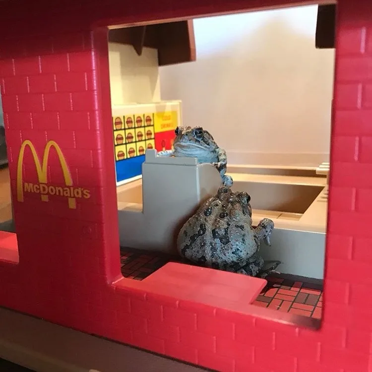 Two real toads are sitting inside a toy McDonald's drive-thru window, one perched on the counter and one on the floor, as if…