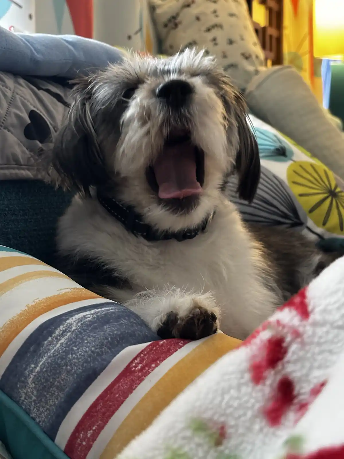 A small, fluffy black-and-white dog with its mouth wide open in a big yawn, lying on a colorful couch with patterned…