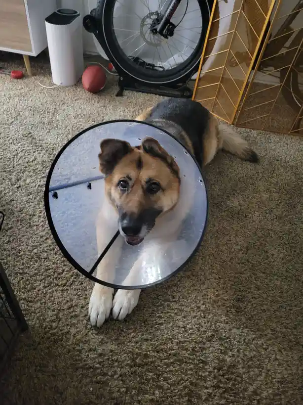 A German Shepherd dog wearing a transparent plastic cone collar sits on a beige carpet, looking up with a slightly sad or…