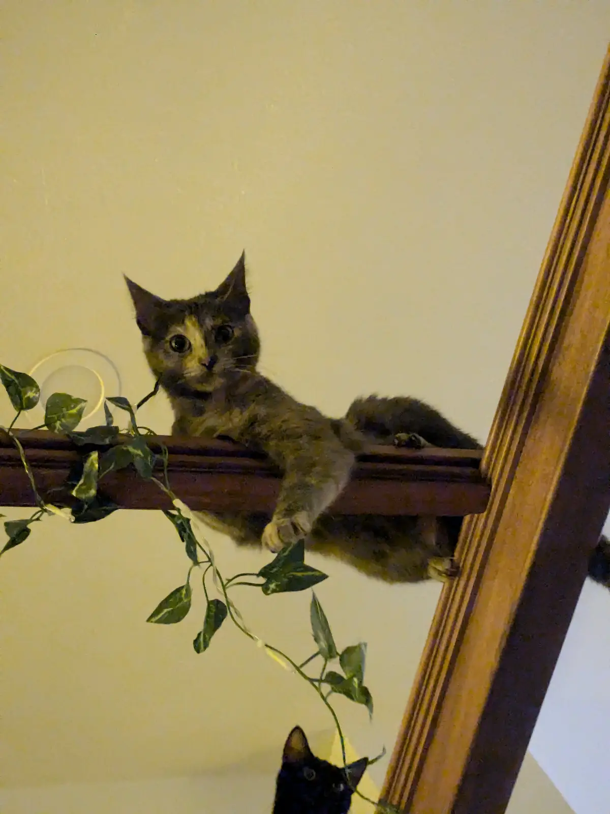 A tortoiseshell cat with wide, startled eyes is lying on a wooden staircase railing, looking down at a black cat below…