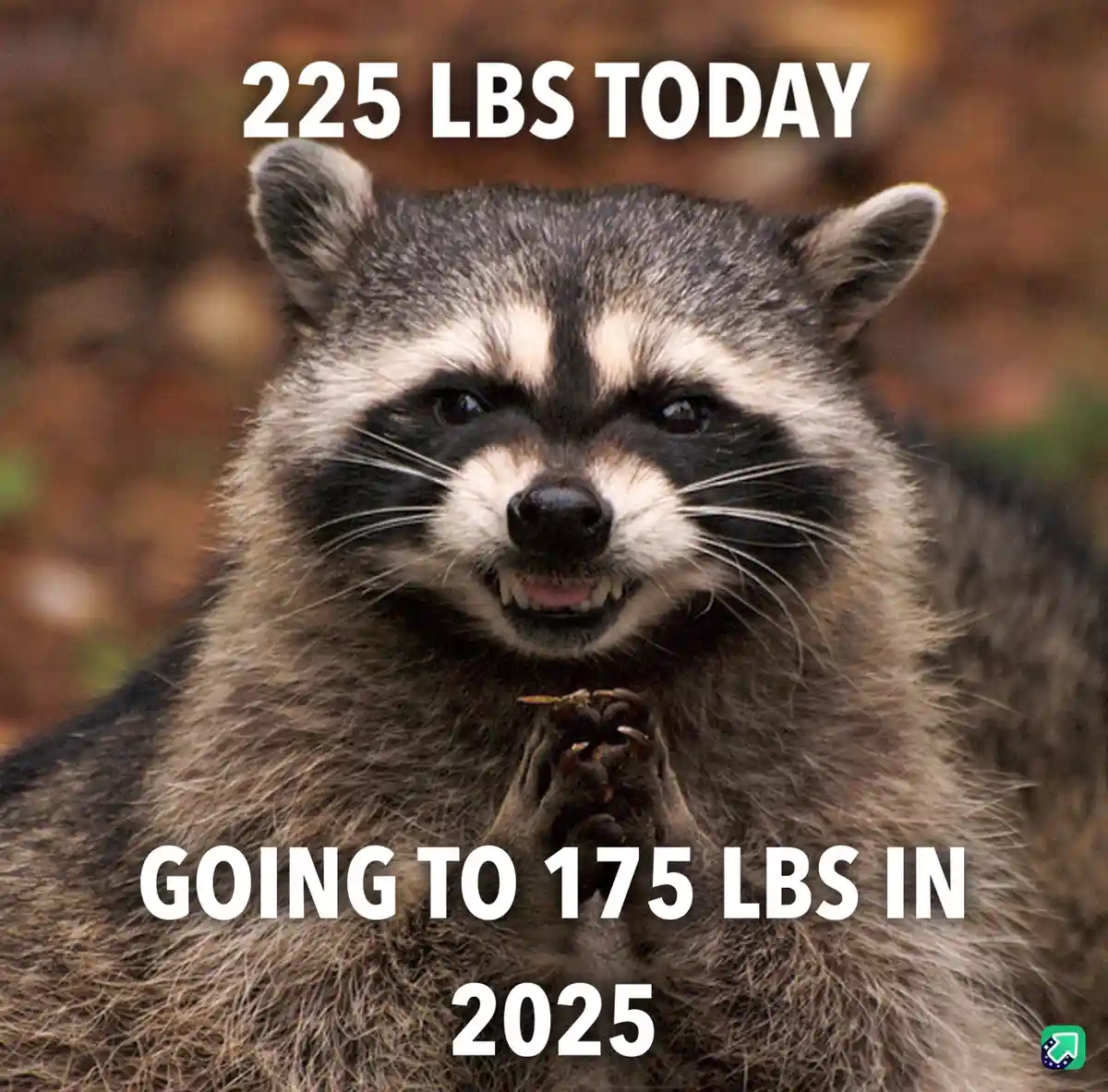 A close-up photo of a raccoon with a smug, self-satisfied expression, its paws clasped together in front of its chest. White…