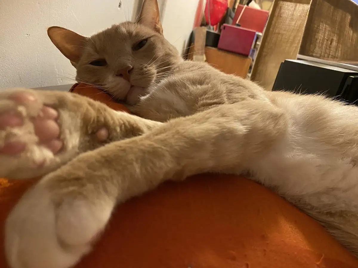 A light orange cat lies on its side on an orange surface, one paw extended toward the camera, looking relaxed and slightly…