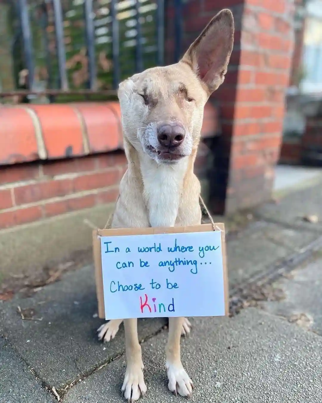 A light brown dog with one eye closed sits on a sidewalk holding a cardboard sign with handwritten text. The sign reads 'In…