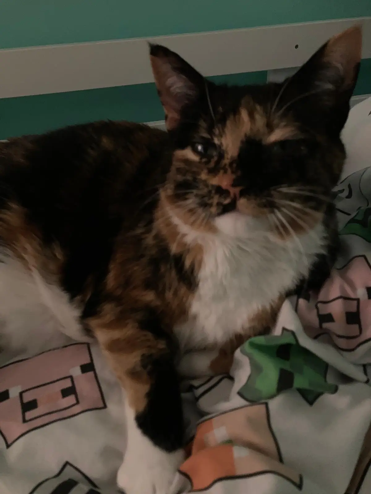 A calico cat with a white chest and dark patches lies on a Minecraft-themed blanket, looking directly at the camera with a…