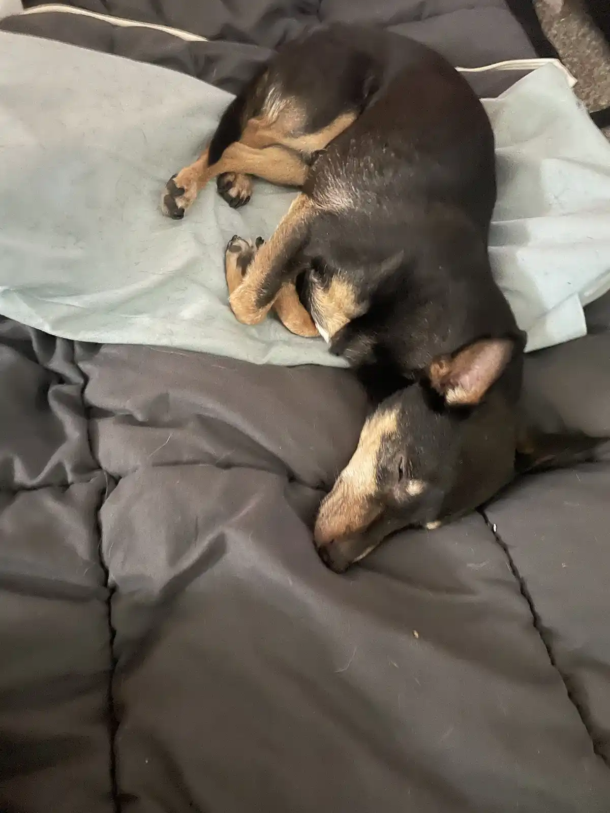 A black and tan dog is curled up asleep on a bed with dark gray bedding and a light blue blanket. The dog's body is tightly…