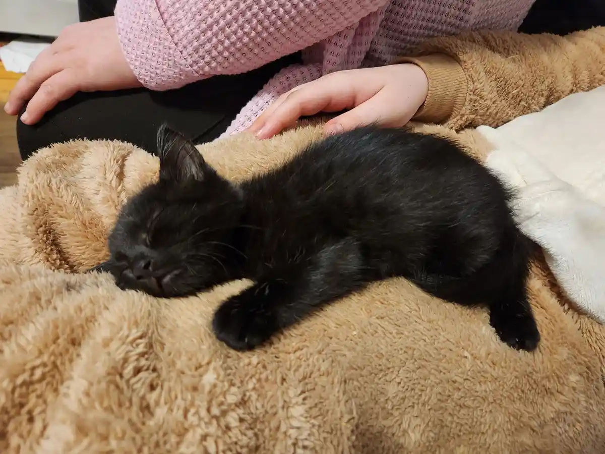 Introducing Lady Peppercorn