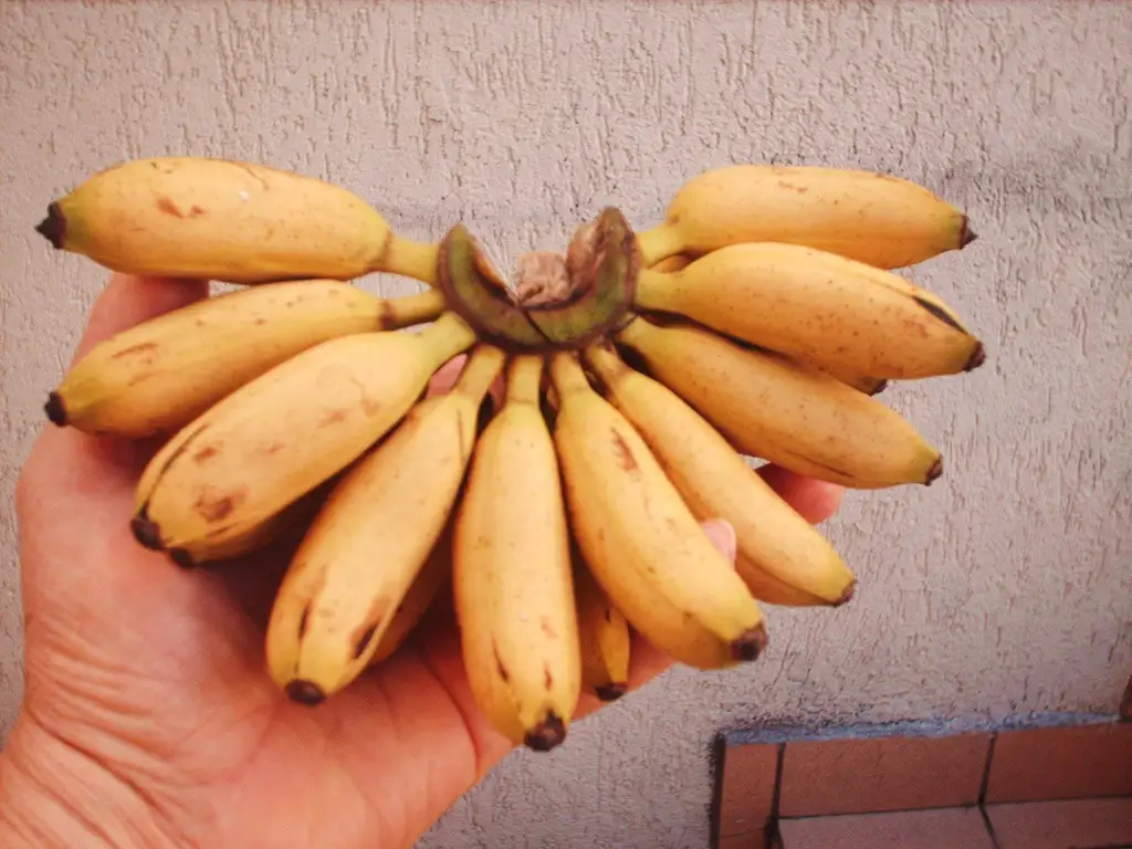 The Adorable Little Banana