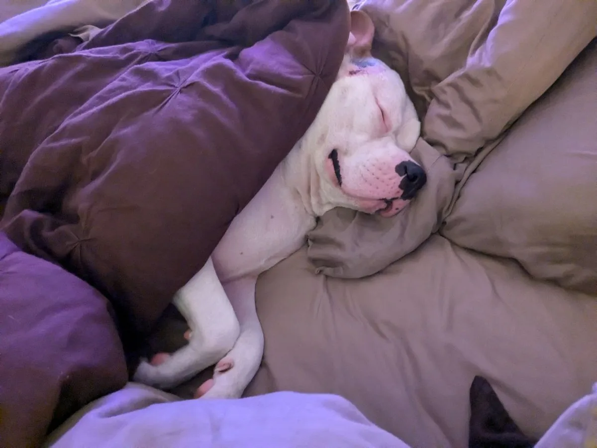 A white dog with a black nose and pink skin is sleeping soundly on a bed, partially covered by a brown blanket. The dog's…