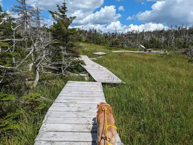 A golden retriever walks on a weathered wooden boardwalk through a grassy, forested area under a partly cloudy sky. The dog…