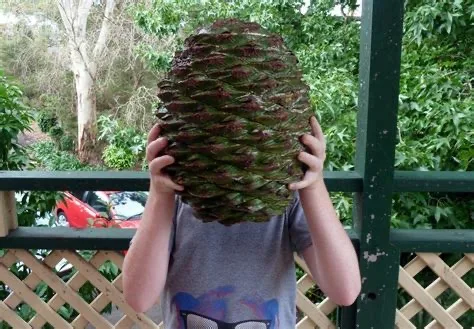 A person stands on a wooden deck holding a large, textured pine cone directly over their face, obscuring it completely. The…