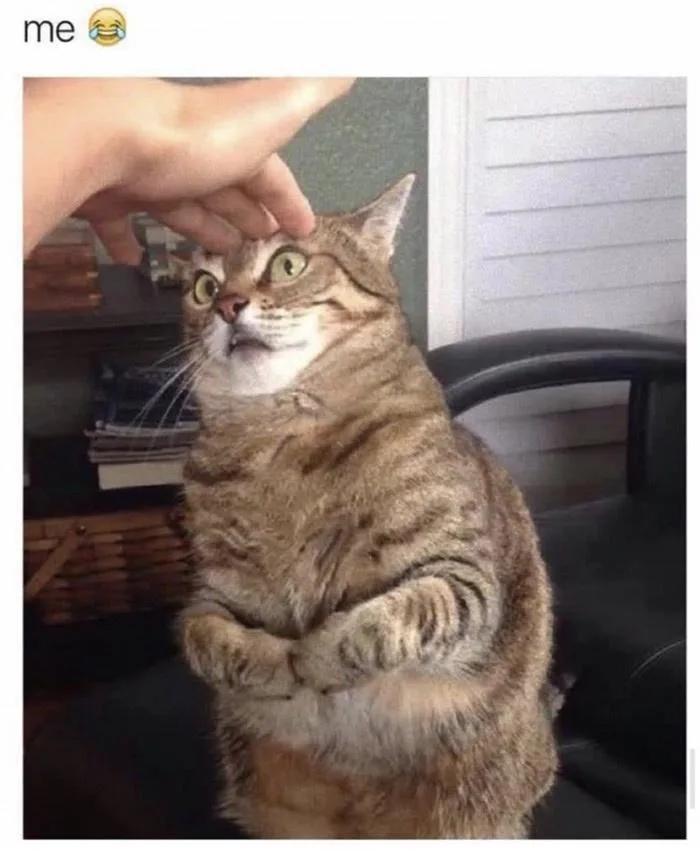 A tabby cat sits upright on a chair with its front paws crossed over its chest, looking upward with wide, startled eyes as a…