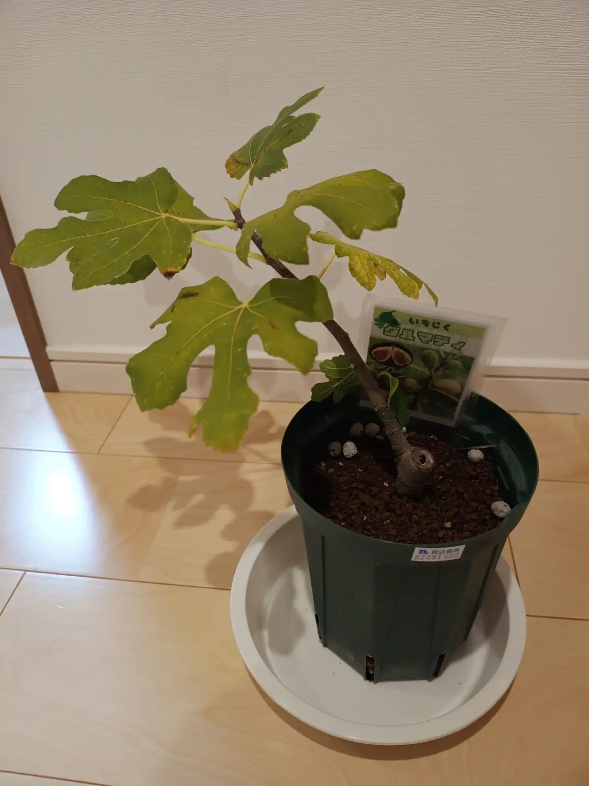 A small potted fig tree with green, lobed leaves showing some yellowing and brown spots, sitting in a dark green plastic pot…