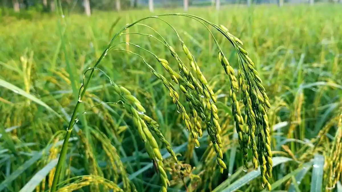 A close-up photograph of green rice stalks heavy with unripe grains, droplets of water clinging to the tips, set against a…