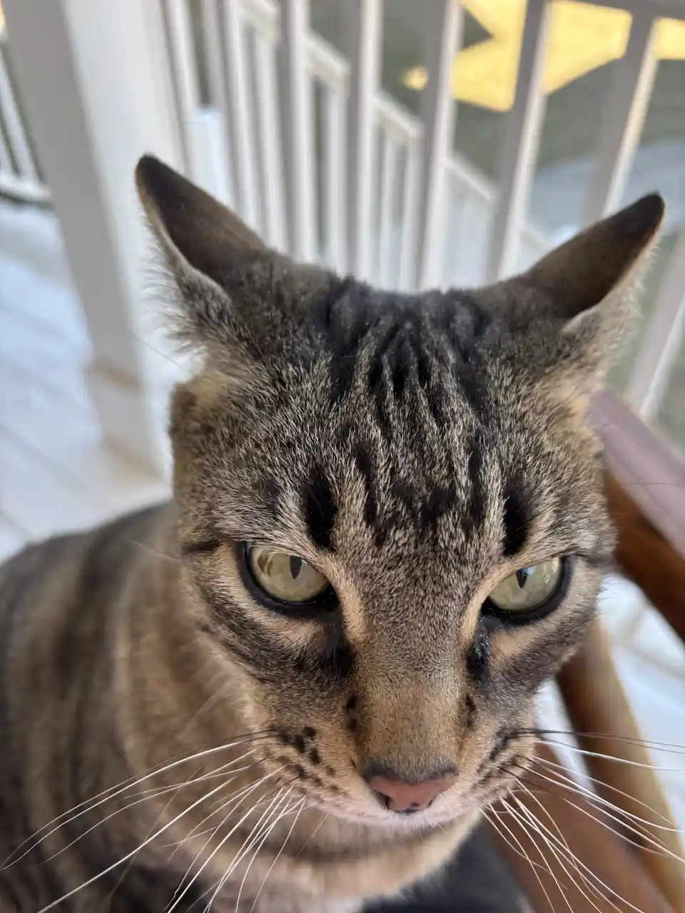 A close-up photo of a tabby cat with a stern, unimpressed expression, staring directly at the camera. The cat has green eyes…