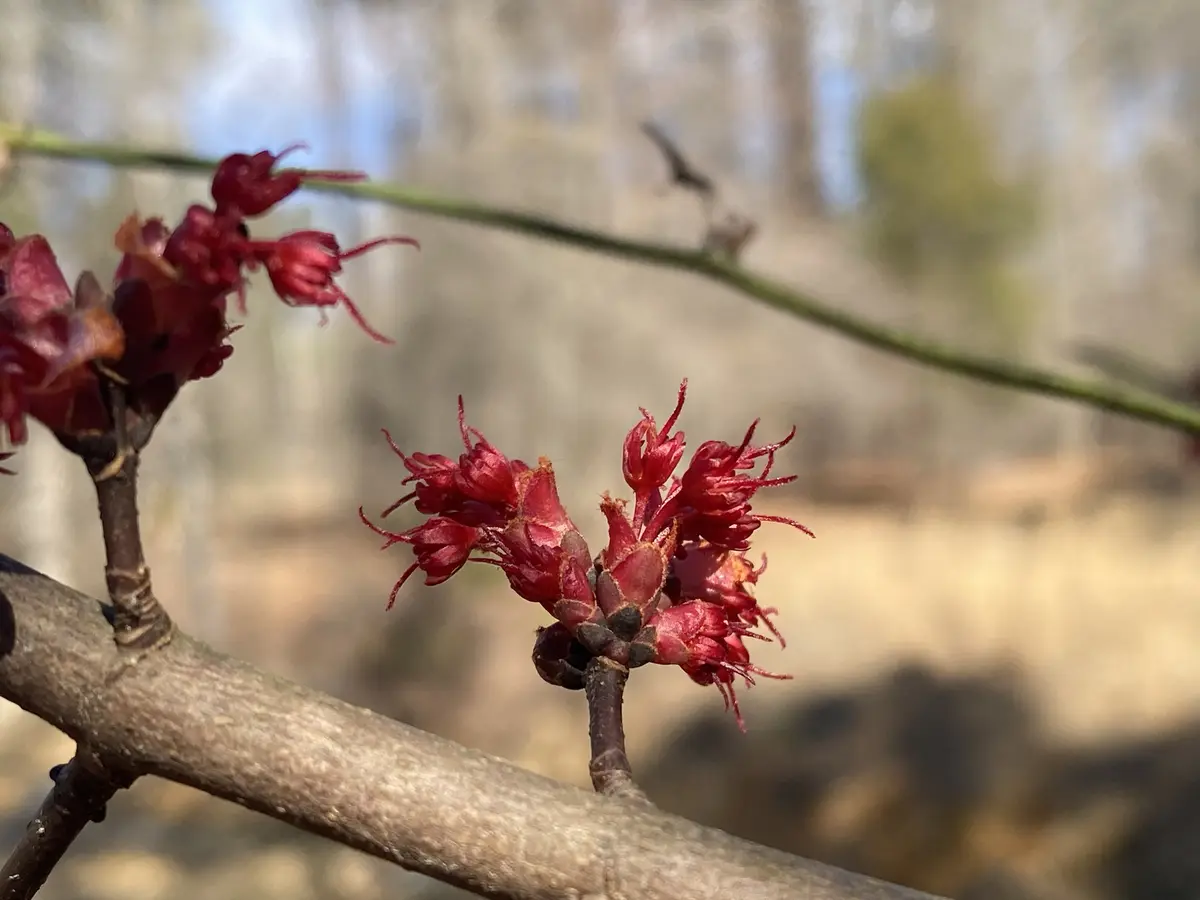 A close-up photograph shows clusters of small, deep red, spiky flower buds on thin branches against a blurred natural…