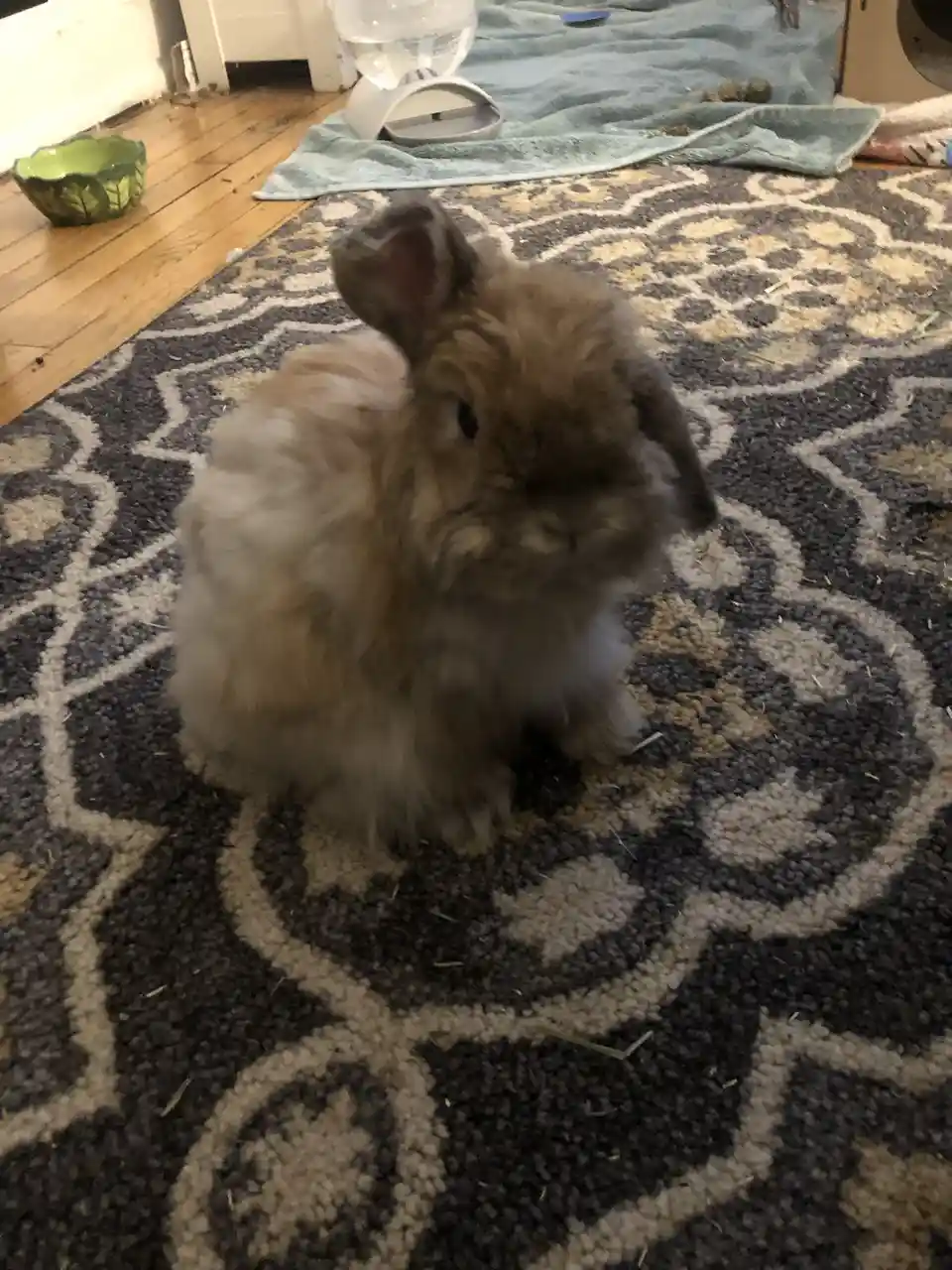 A fluffy brown and white rabbit sits on a patterned rug, looking slightly disheveled with hay scattered around. In the…