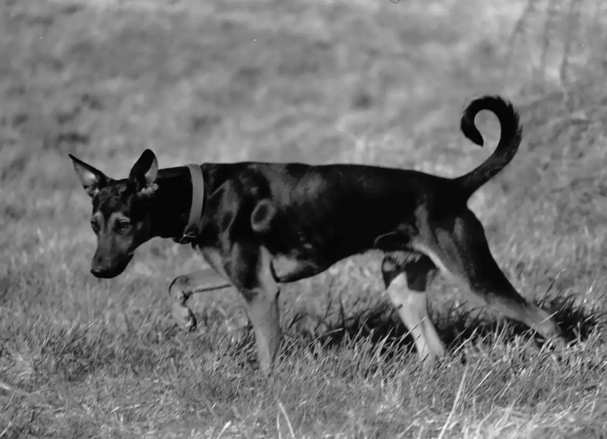 A black-and-white photo shows a sleek, dark-colored dog with pointed ears and a curled tail running through tall grass. The…