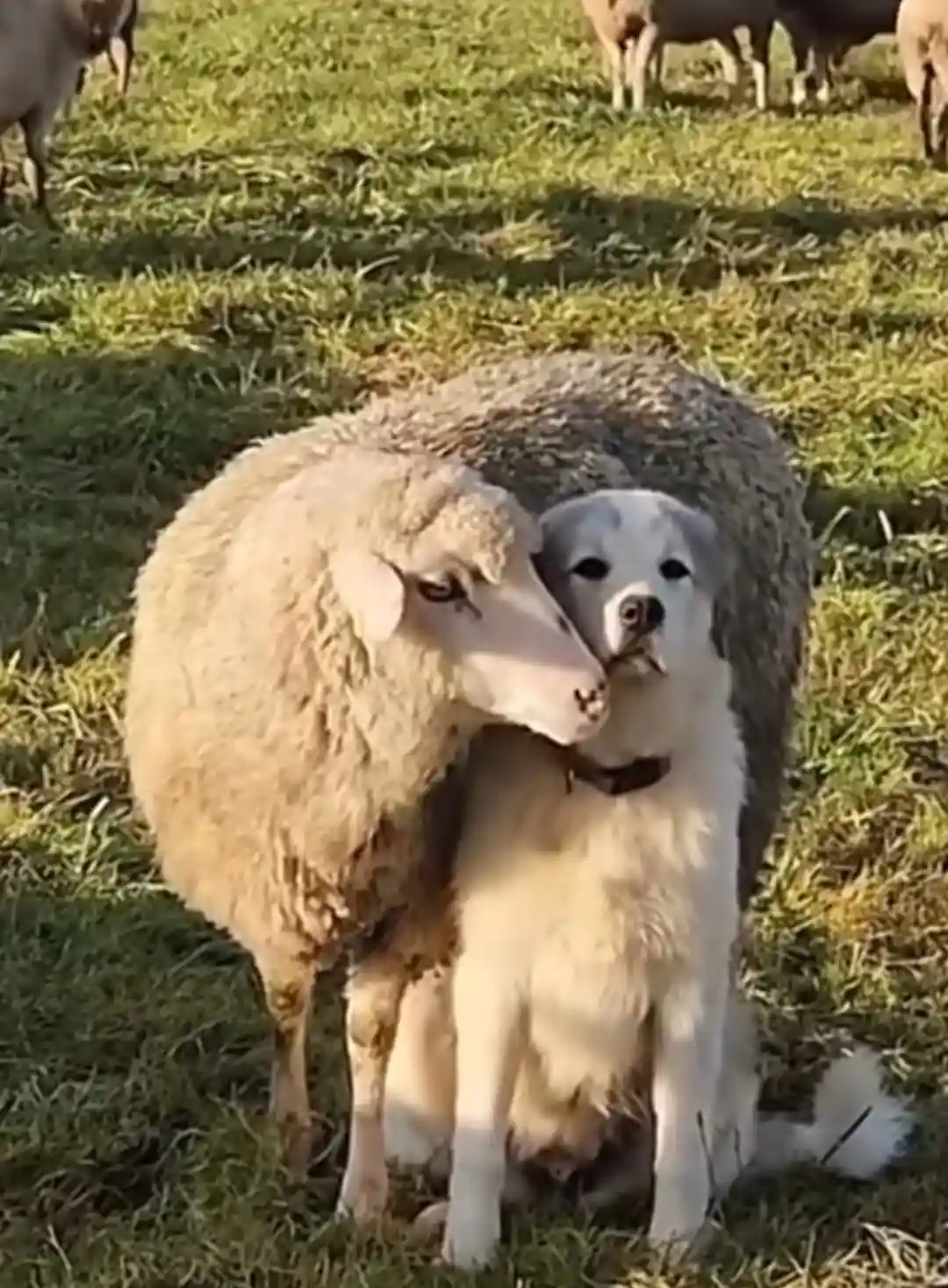 A fluffy white sheep stands close to a large white dog, which is sitting calmly in a grassy field with other sheep in the…