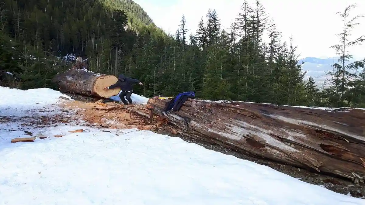 A person in a dark hoodie and pants stands on a snowy hillside next to a massive fallen tree trunk, appearing to push or…