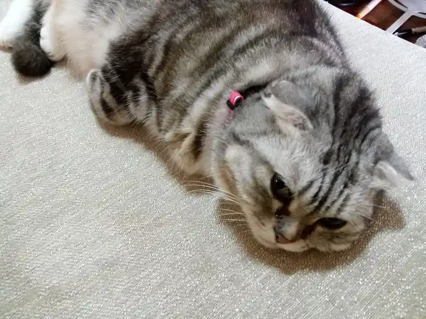 Another Adorable Cat