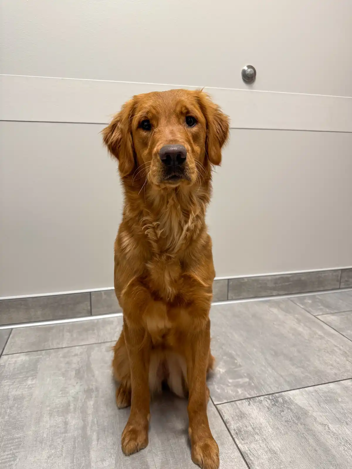 A golden retriever sits upright on a gray tiled floor, looking directly at the camera with a calm, slightly serious…