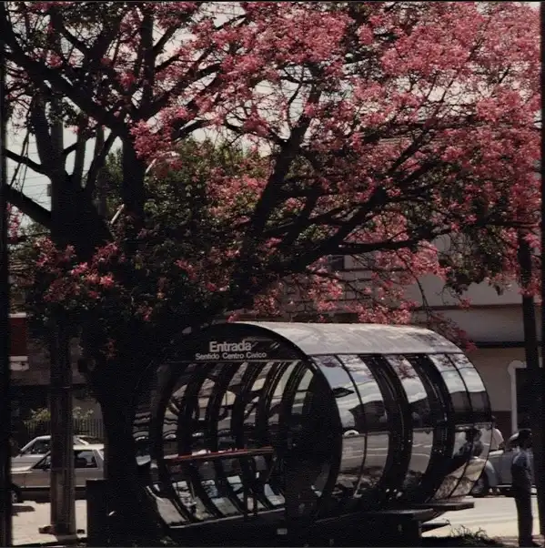 A curved, glass-and-metal bus shelter with the text 'Entrada Sentido Centro Civico' is partially obscured by a large tree…