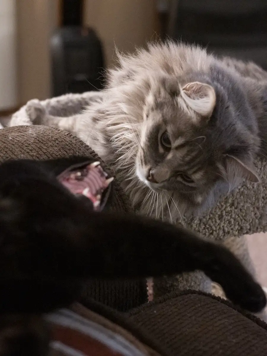 A fluffy gray tabby cat with a calm, unimpressed expression looks down at a black cat whose mouth is open in a yawn or meow…
