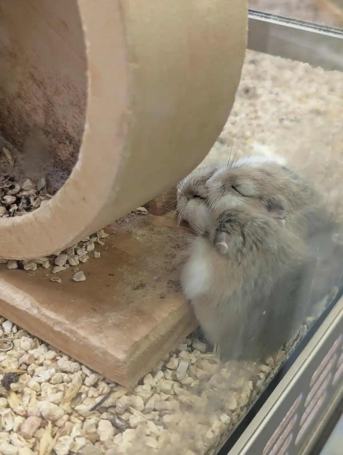 The Sleepyheads Unite!