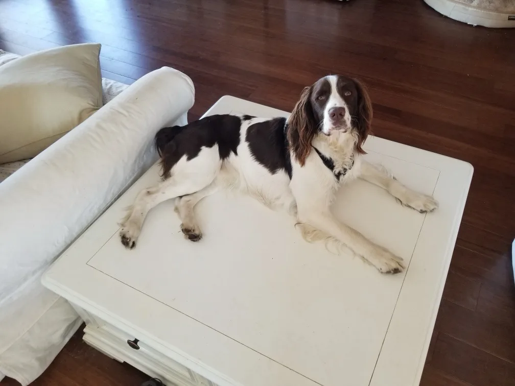 A black and white dog with long floppy ears is lying sprawled across a white coffee table in a living room. The dog is…