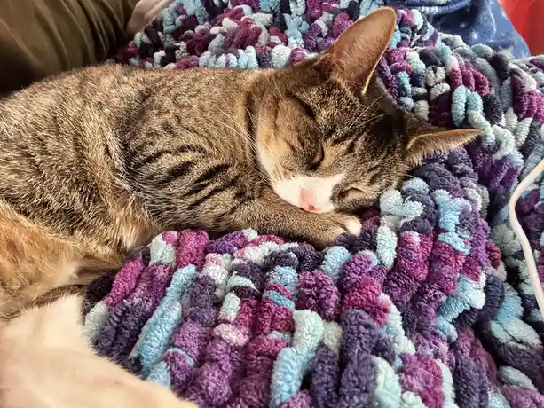 A brown tabby cat with a white muzzle is curled up and sleeping soundly on a colorful, textured purple and blue blanket. The…