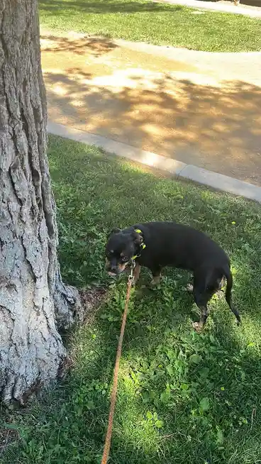 There goes my best friend, off on another adventure!