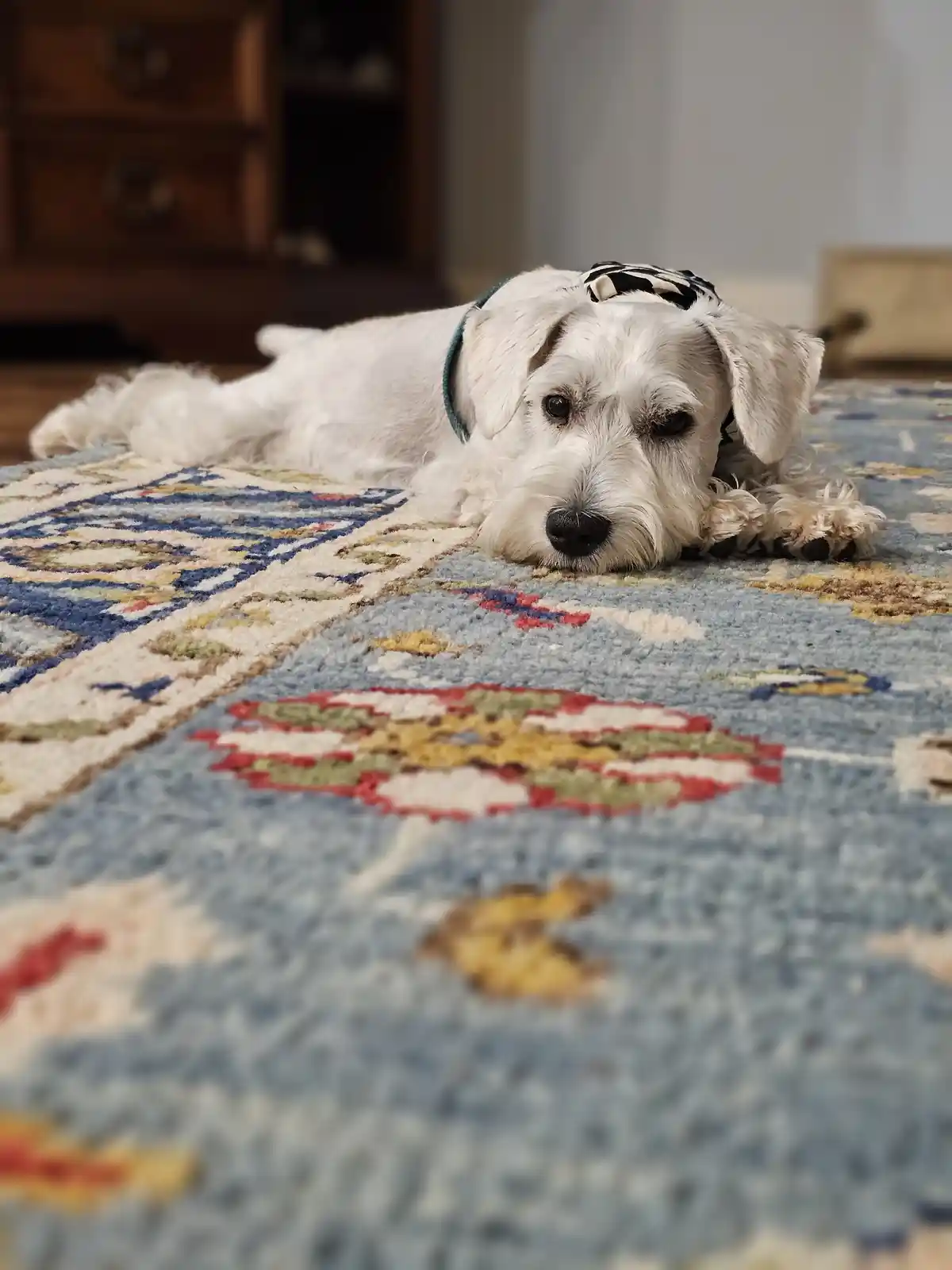 A white dog with a black-and-white patterned harness lies on a colorful patterned rug, looking directly at the camera with a…
