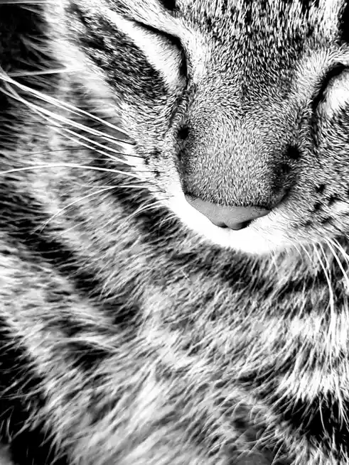 A black and white close-up photo of a sleeping cat's face, showing its closed eyes, nose, and whiskers, with the overlaid…